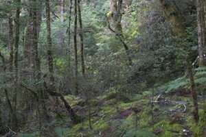 Haast via Blue Pools